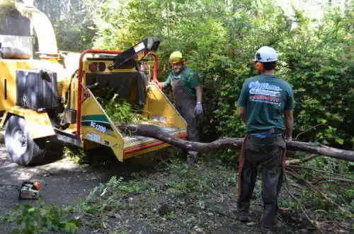 tree services Rochester